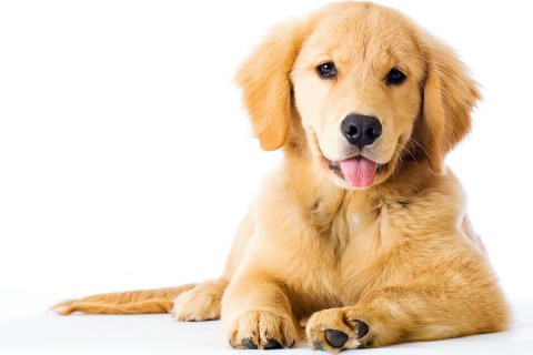 Köpeklerde Aşırı Salya Akması Durumu