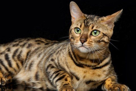 Bengal Kedi Cinsi Özellikleri ve Hakkında Bilgi