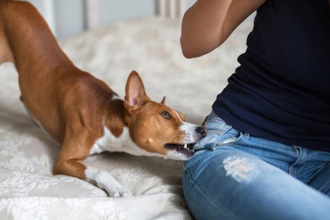 Köpeğim Kıskanç. Kıskançlık Durumunda Ne Yapabilirim?