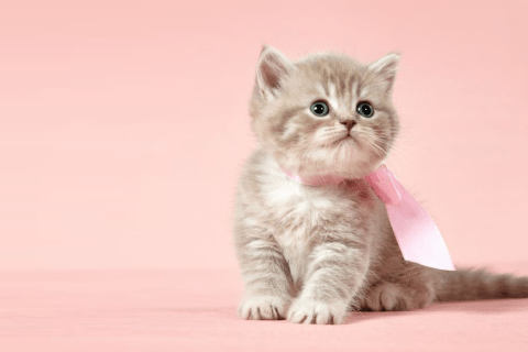 Scottish Straight Cinsi Kedi Özellikleri ve Bakımı