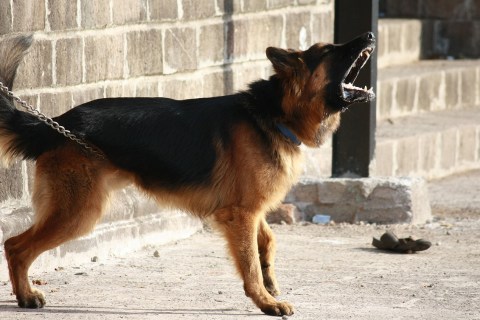 Köpeğim Neden Sürekli Havlıyor? Köpek Havlama Sebepleri
