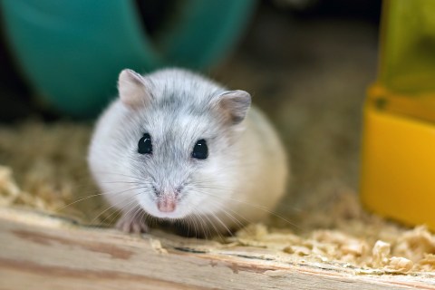 Hamster Çarkı Ne İşe Yarar ? Faydaları Nelerdir ?