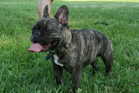 French Bulldog Cinsi Köpek Özellikleri ve Bakımı