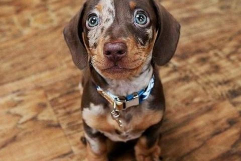 Yavru Köpeklerde İştahsızlık Sorunu Nasıl Çözülür ?