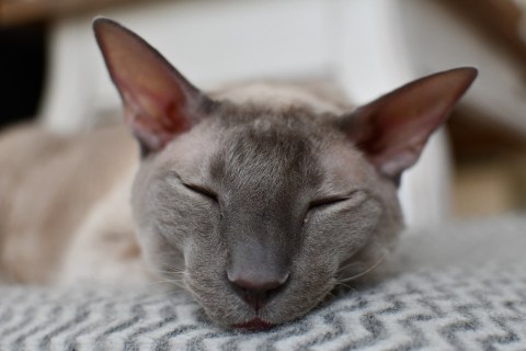 Cornish Rex Cinsi Kedi Özellikleri ve Bakımı