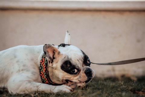 Köpekler Diş Değişimi Dönemi ve Ağız Sağlığı