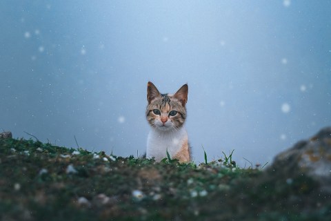 Kediler Yavrularını Ne Zaman Terk Eder?