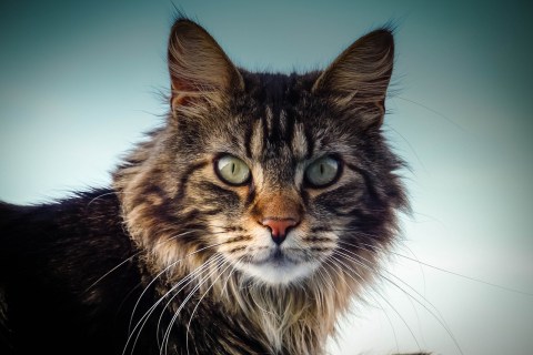 İnsanlara En Sadık 3 Kedi Cinsi Hangisidir?