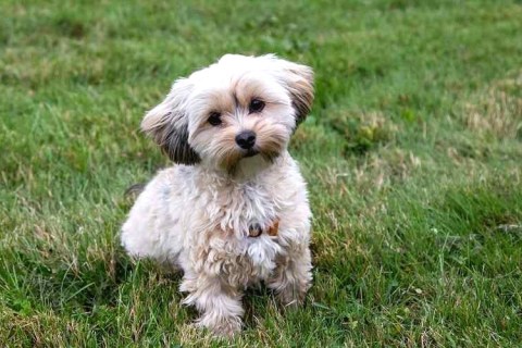 Morkie Köpeğinin Özellikleri Nelerdir?