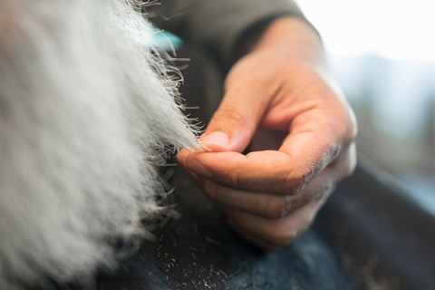Köpeklerde Tüy Dökme Önleyici Öneriler