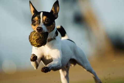 Toy Fox Terrier Cinsi Köpek Özellikleri ve Bakımı