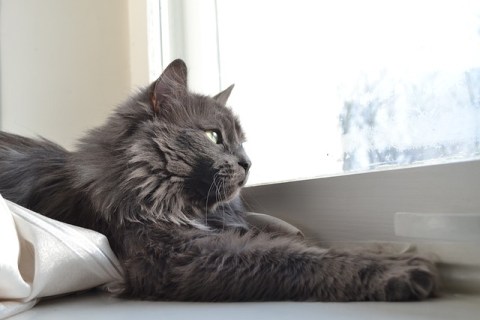 Kedilerde Beslenme: Sağlıklı Bir Diyet Nasıl Olmalı?