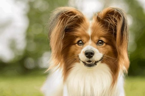 Pappilon Cinsi Köpek Özellikleri ve Bakımı