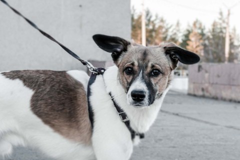 Köpeklerde Eklem İltihabı Belirtileri Nelerdir Ve Neler Yapılmalıdır ?