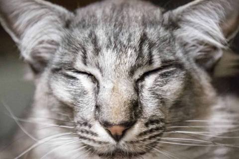 Oriental Longhair Cinsi Kedi Hakkında Bilgi