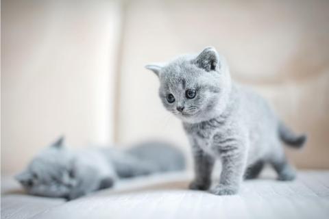 Annesini Kaybetmiş Yavru Kedi Bakımı Nasıl Yapılmalıdır?