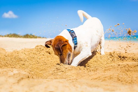Yaz Sıcaklarında Köpekler İçin Güvenli Bir Yürüyüş İçin İpuçları
