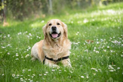 Köpeğim Neden Ot/Çimen Yiyor? Sebebi Ne Olabilir?