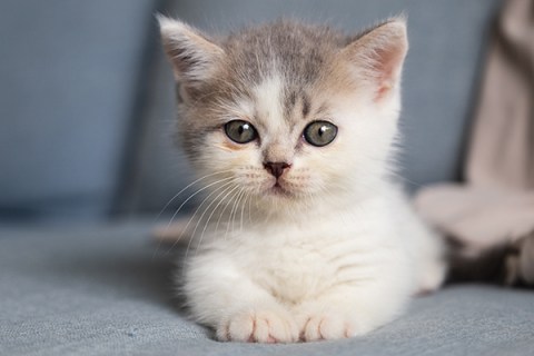 Kedilerin Yalnızca Kediseverlerin Bildiği 10 İlginç Özellik