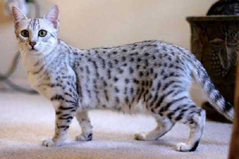 Egyptian Maular Cinsi Kedi Özellikleri ve Bakımı