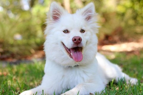 Köpeklere Tuvalet Eğitimi Nasıl Olur?
