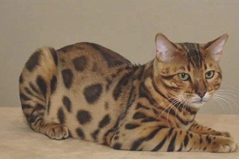 Ussuri Cinsi Kedi Özellikleri ve Bakımı