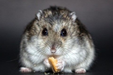 Hamster Bakımında Temel İpuçları: Sağlıklı ve Mutlu Bir Hamster İçin Pratik Öneriler