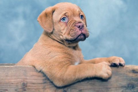 Köpeklerde En Sık Görülen 3 Deri Hastalığı