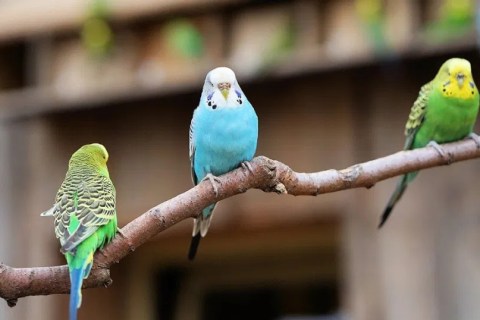 Muhabbet Kuşu Bakımı Hakkında Detaylı Bilgiler
