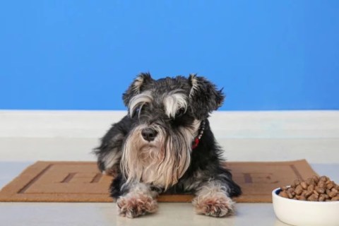 Köpeğimin İştahı Yok. Sebebi Ne Olabilir?