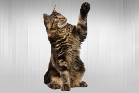İlk Defa Kedi Sahiplenecek Kişilerin Bilmesi Gerekenler