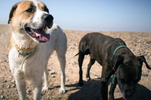 Köpeklerin Zeka Oyunları: Zihinsel Uyarım Yöntemleri