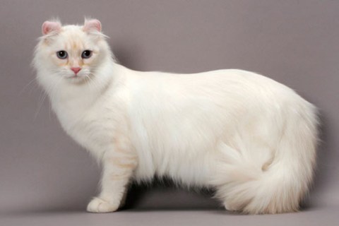 American Curl Cinsi Kedi Özellikleri ve Bakımı
