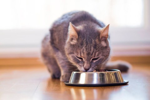 Yaş Kedi Mamasının Beslenmedeki Önemi Nedir ?