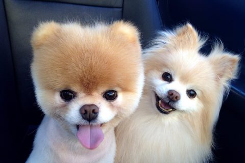 Pomeranian Boo Cinsi Köpek Özellikleri ve Bakımı