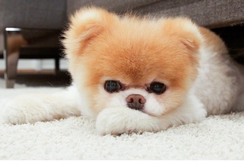 Pomeranian Boo Cinsi Köpeğin Özellikleri ve Bakımı