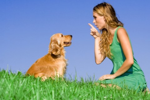 Köpekler Yiyecekleri Ve Eşyaları Neden Gömer