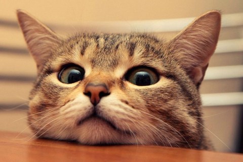 Sağlıklı Bir Kedi Nasıl Anlaşılır? Kedilerde Sağlık Durumu