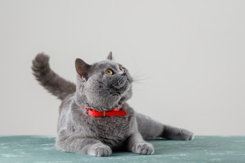 Kedi Gribinin Belirtileri Nelerdir? Nasıl Tedavi Edilir