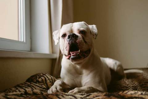 Amerikan Bulldog Cinsi Köpek Özellikleri ve Bakımı