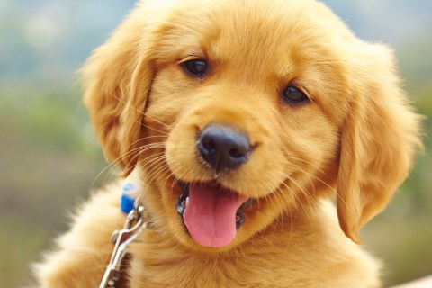 Yavru Köpek Aşı Takvimi Hakkında Bilmeniz Gerekenler
