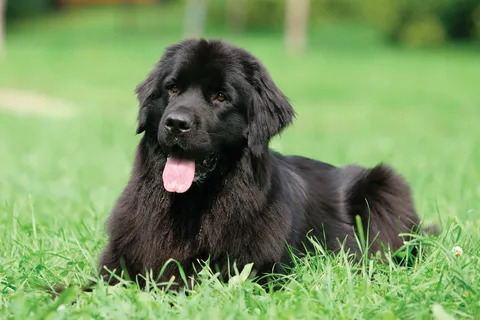 Newfoundland Cinsi Köpek Özellikleri ve Bakımı