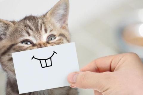 Kedi Piresi Nedir? Kedi Piresi Hakkında Bilmeniz Gerekenler