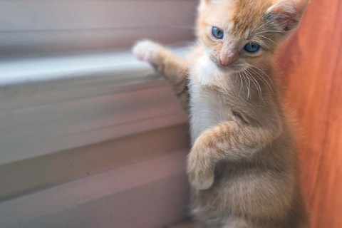 Kedilerde İstenmeyen Kedi Kumu Yeme Alışkanlığı