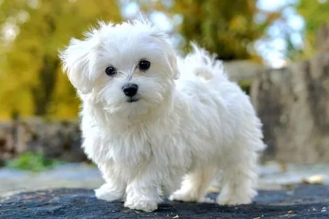 Malta Cinsi Köpek Özellikleri ve Bakımı