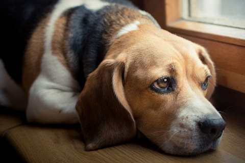 Köpekler Yas Tutar mı? Köpeklerde Davranış Değişiklikleri