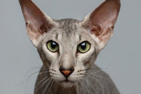 Peterbald Cinsi Kedi Özellikleri ve Bakımı