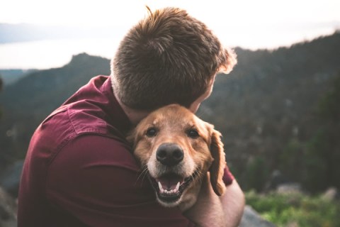 Köpeklerin Yaşı Nasıl Hesaplanır? Köpeğinizin Kaç Yaşında Olduğunu Hesaplayın.