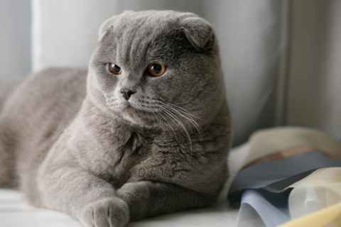 Scottish Fold  Cinsi Kedi Özellikleri ve Bakımı