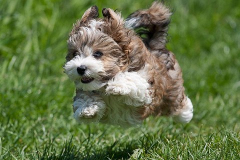 Havanese Cuban Bichon Köpek Irkı Özellikleri ve Bakımı Nelerdir?
